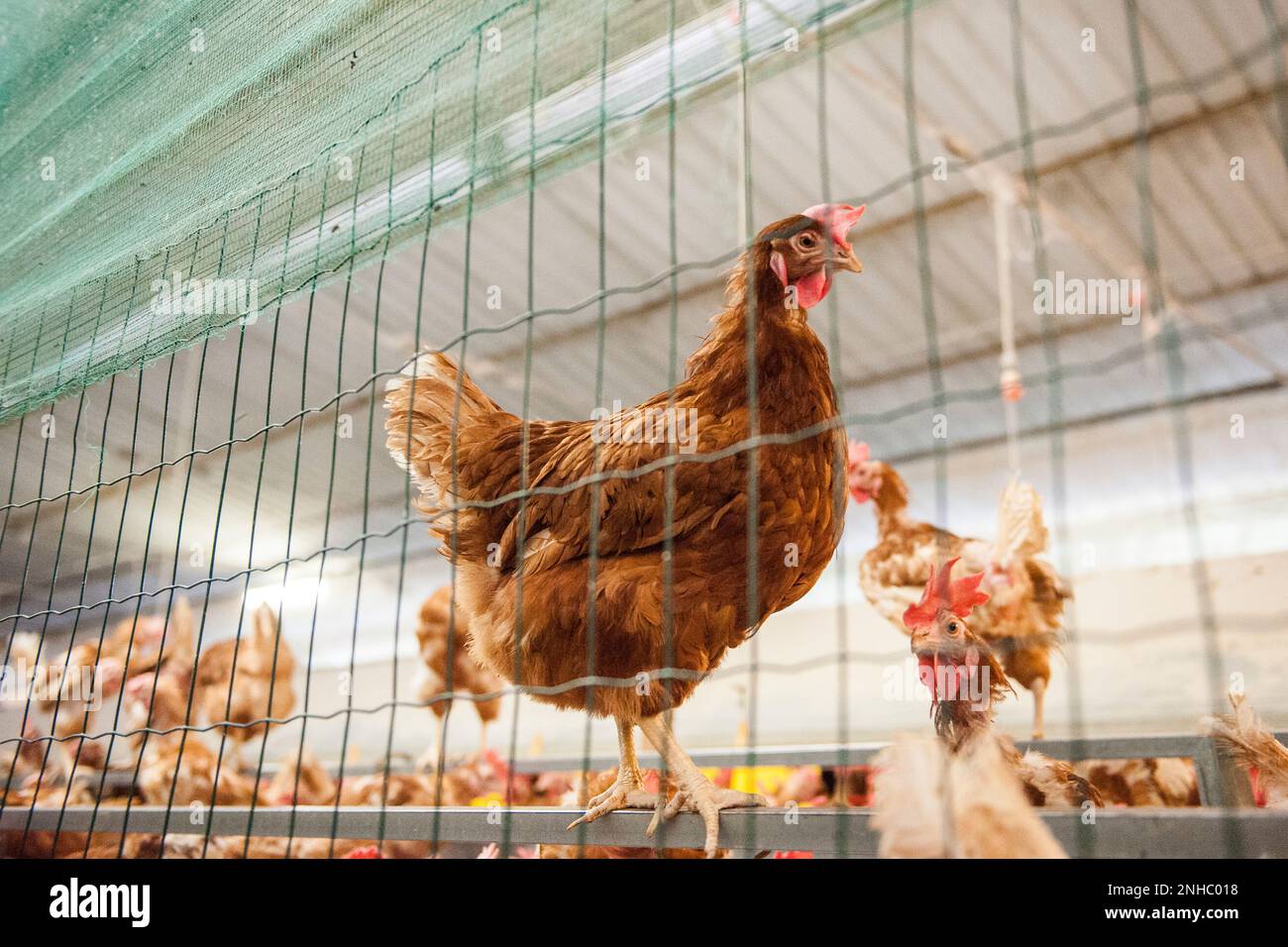Italy, Arconate, Breeding of Hens For Egg Production Stock Photo Alamy