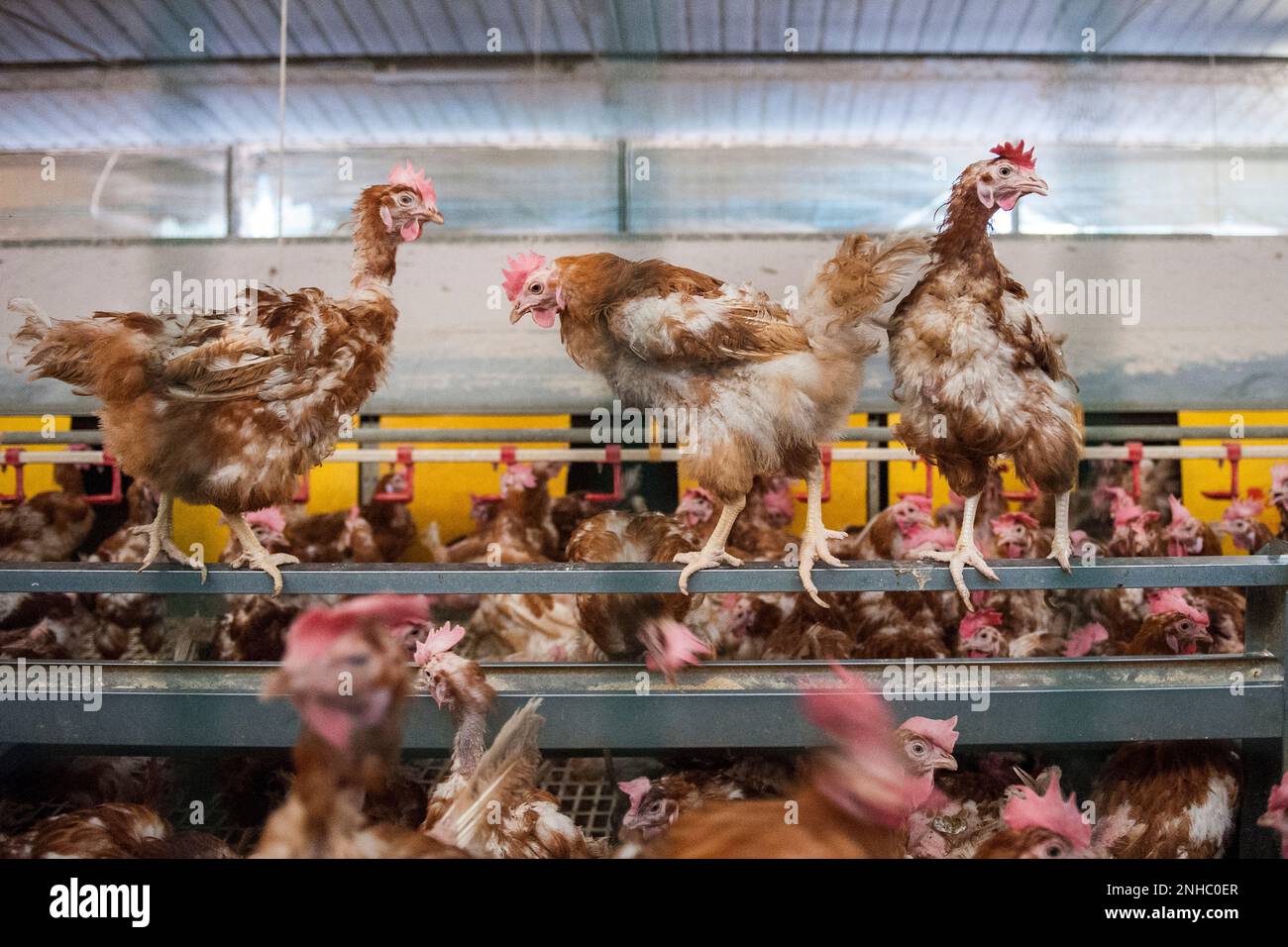 Italy, Arconate, Breeding of Hens For Egg Production Stock Photo Alamy