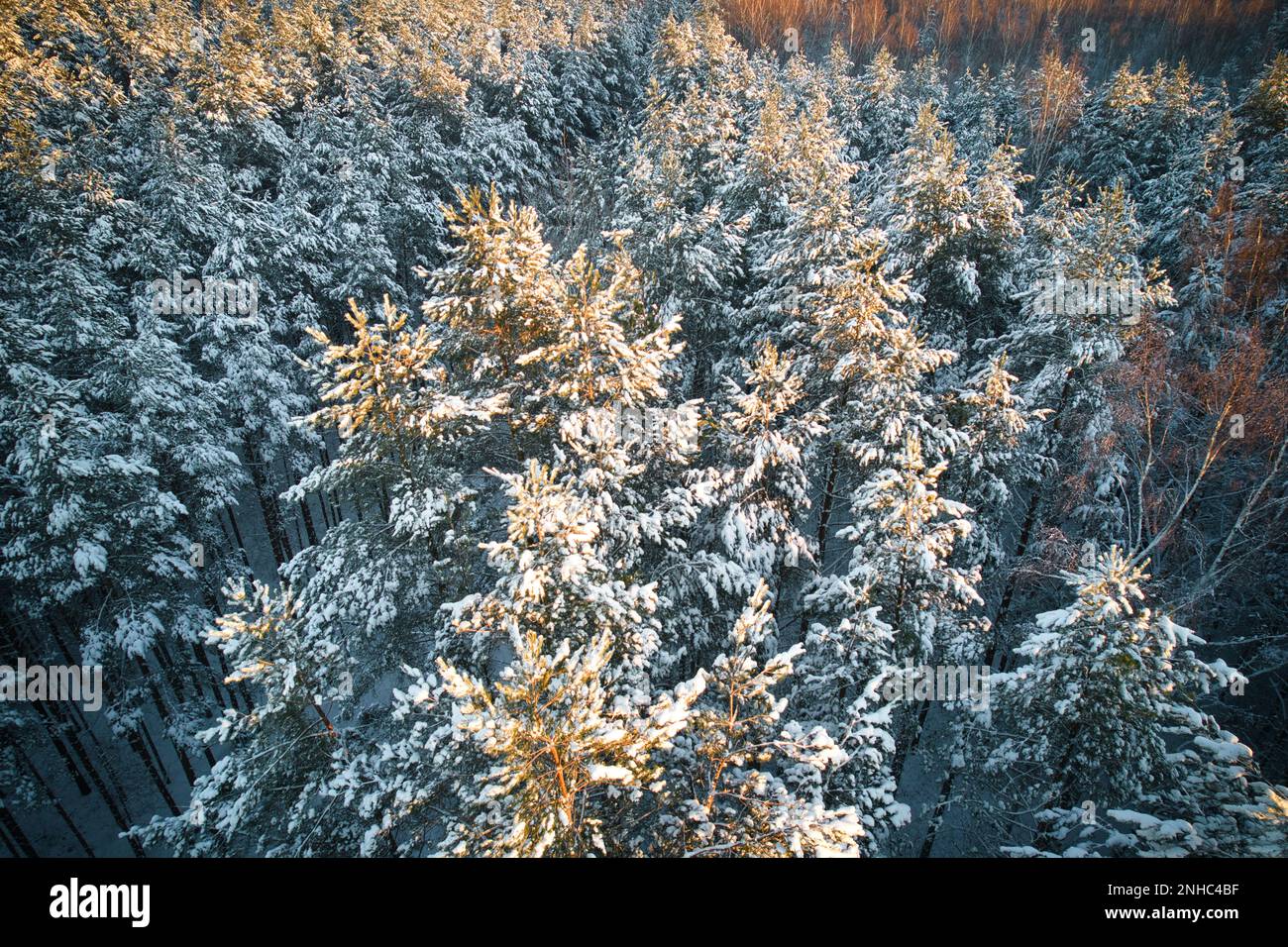 Aerial view of frosty white winter pine forests and birch groves ...