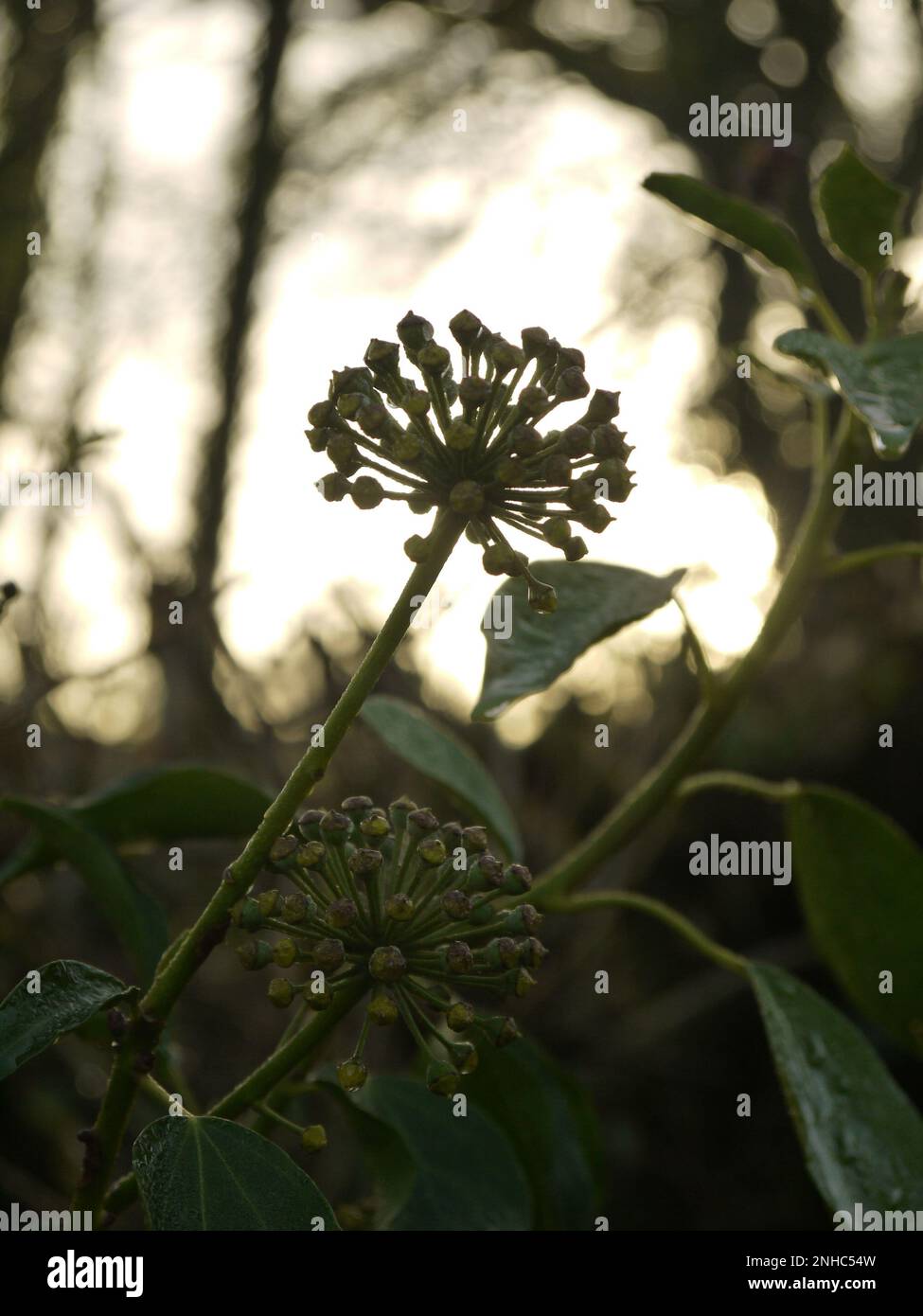 Ivy flowers backlit by a winter sunset Stock Photo
