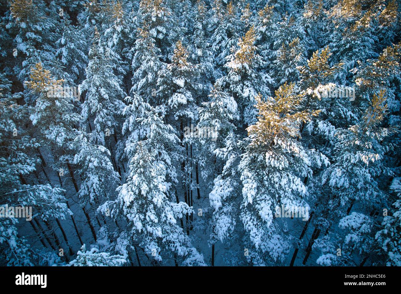 Aerial view of frosty white winter pine forests and birch groves ...