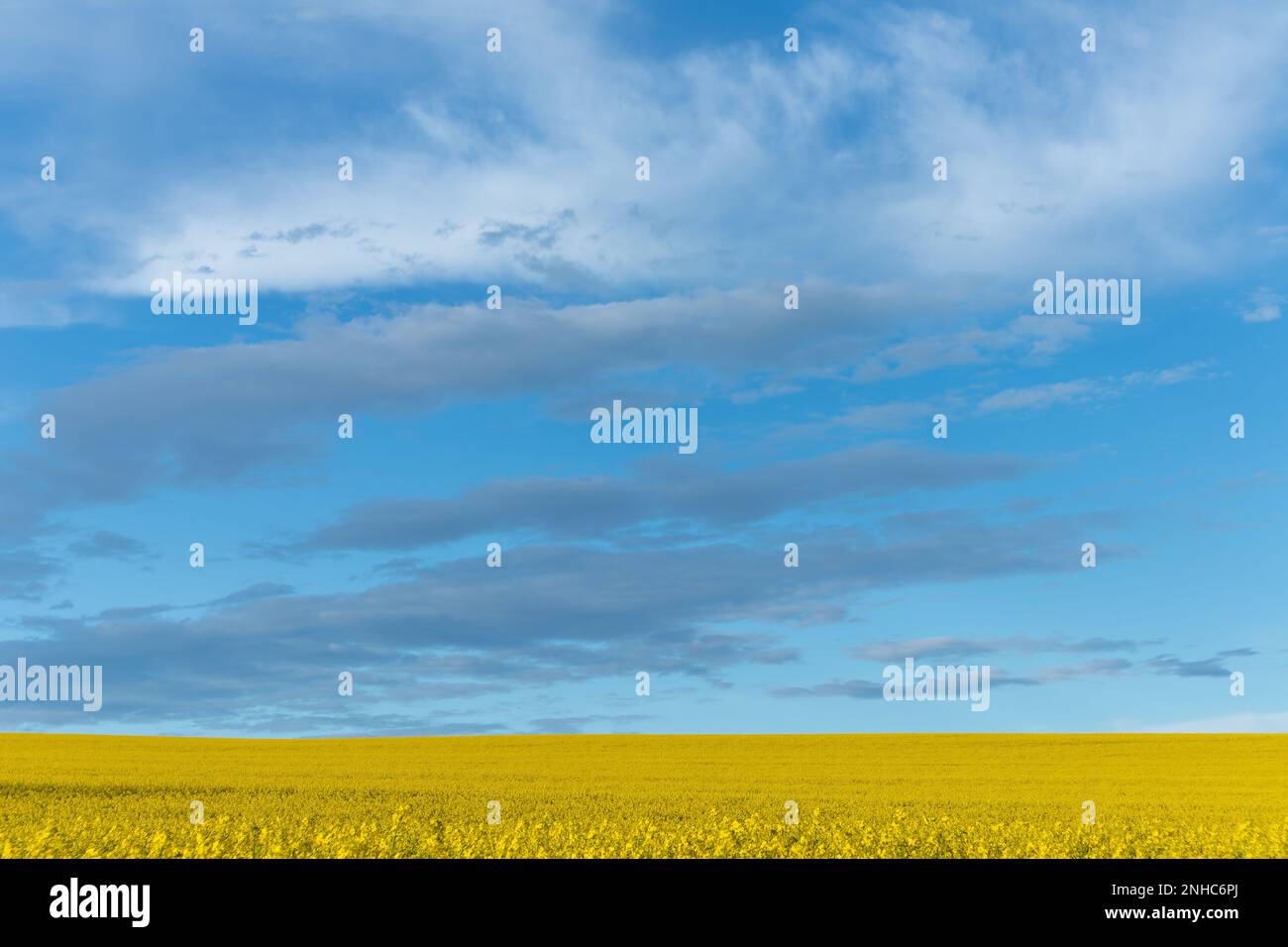 Brassica napus, rapeseed field yellow flowers and cloudy blue sky. Agriculture, agricultural area. Minimal, minimalism. Europe Stock Photo