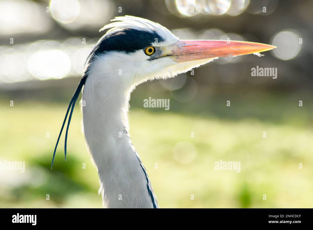 Profile of a Greyheron in backlight Stock Photo