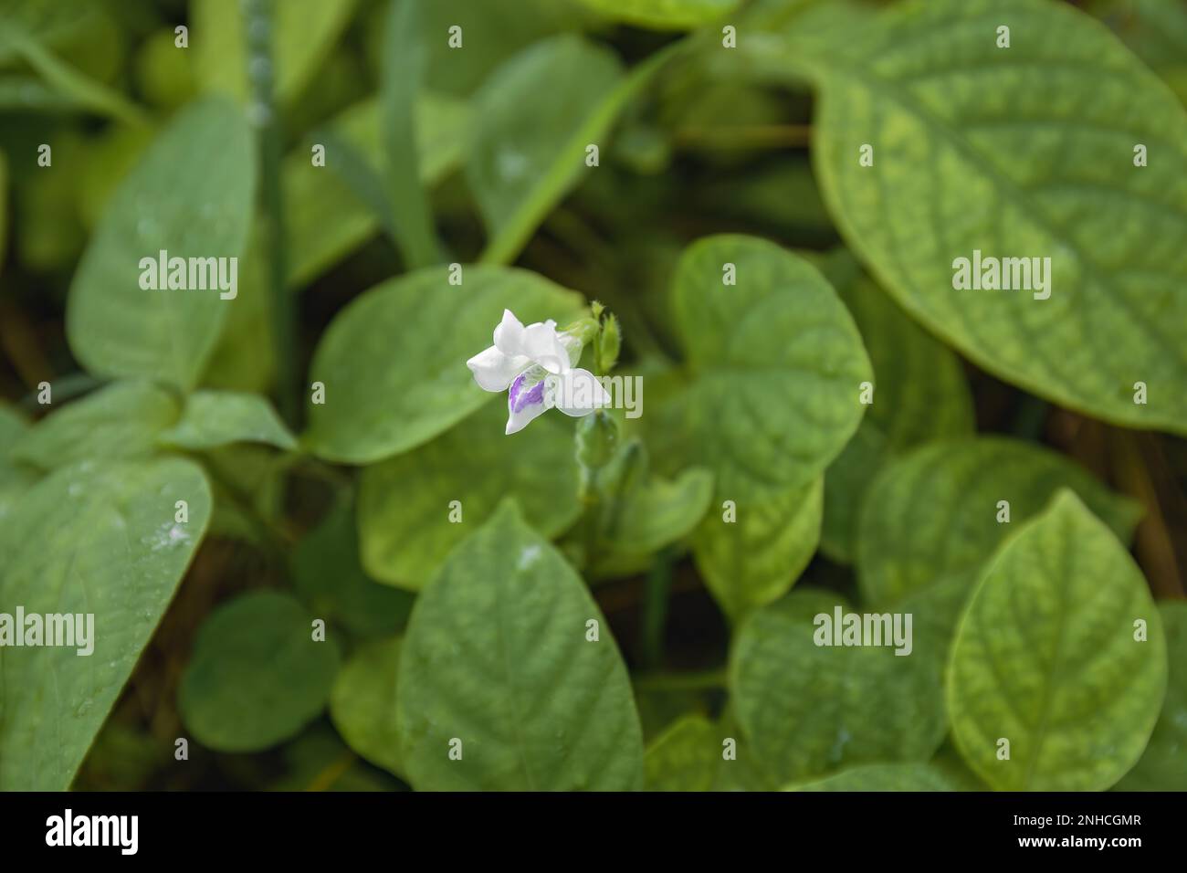 Asystasia gangetica micrantha, Chinese violet subspecies. Single flower with green leaves background Stock Photo