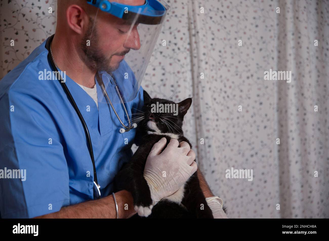 A veterinarian cuddles a cat during a medical visit at home, pet health