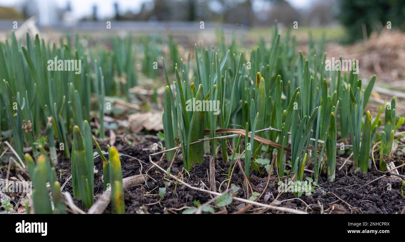 The new growth of daffodil stems on a frosty January morning Stock