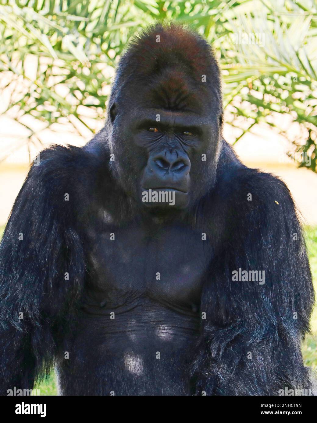 silverback gorilla male gets a portrait sitting on a sunny day Stock Photo