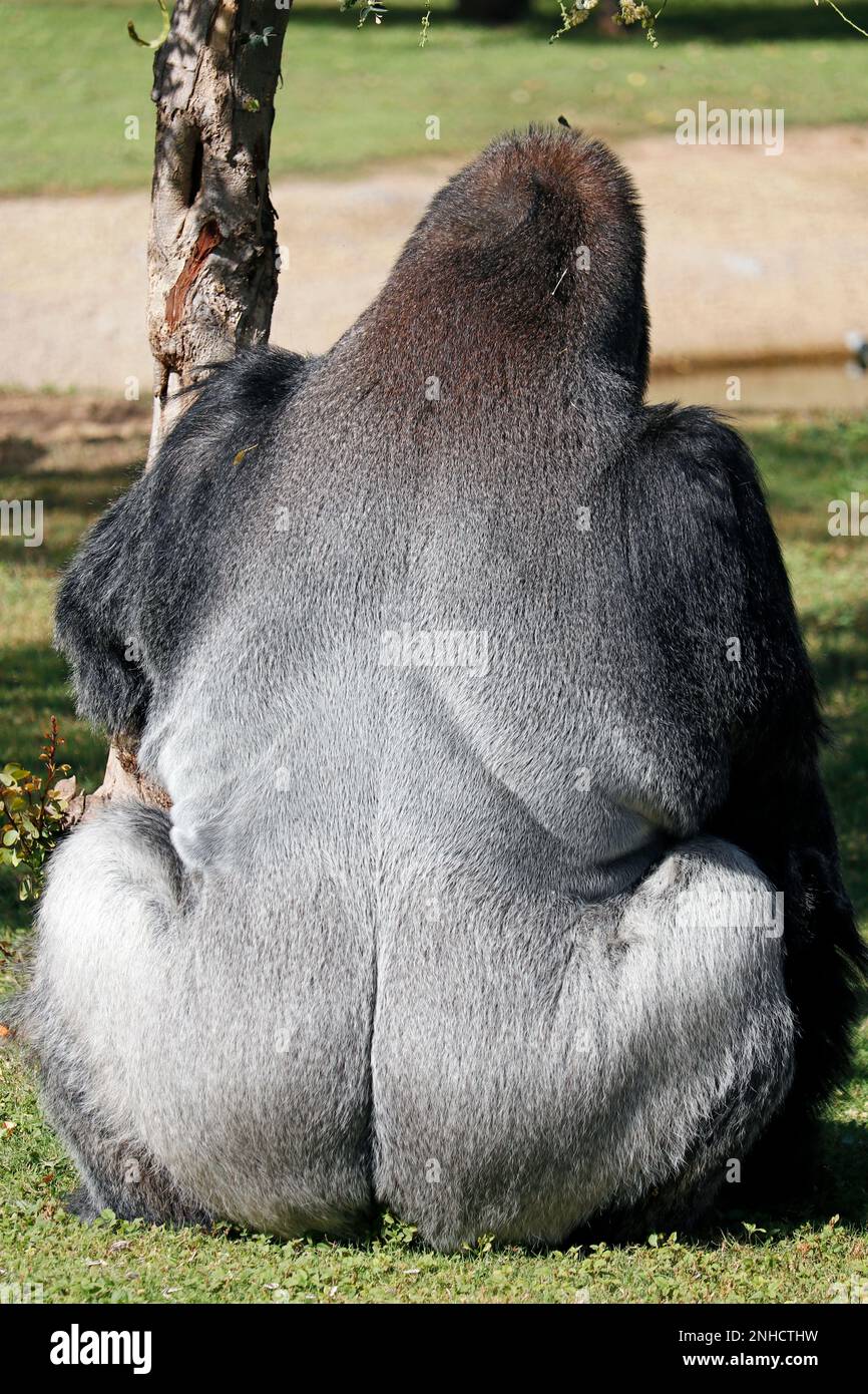 silverback gorilla male gets a portrait sitting on a sunny day from back side Stock Photo
