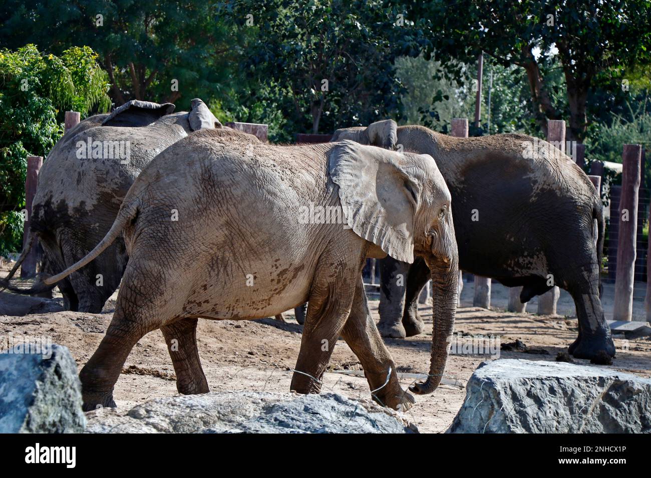 african elephant playing with water and sands in zoo Stock Photo