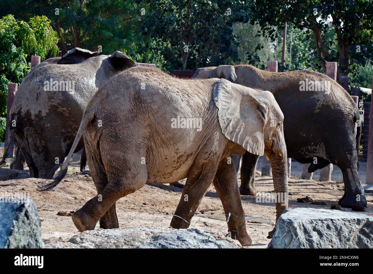 african elephant playing with water and sands in zoo Stock Photo