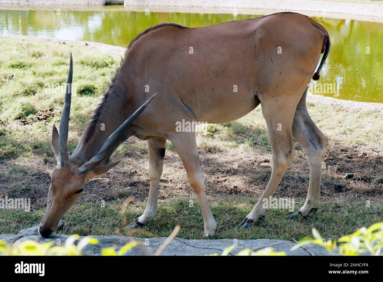 common eland (Taurotragus oryx), also known as the southern eland or eland antelope, is a large-sized savannah and plains antelope found in East and S Stock Photo