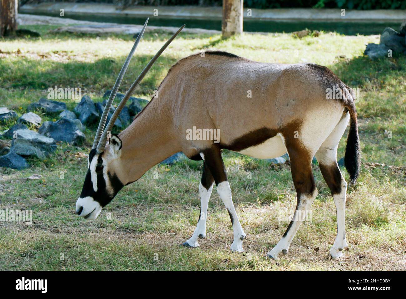 gemsbok or South African oryx (Oryx gazella) is a large antelope in the genus Oryx Stock Photo