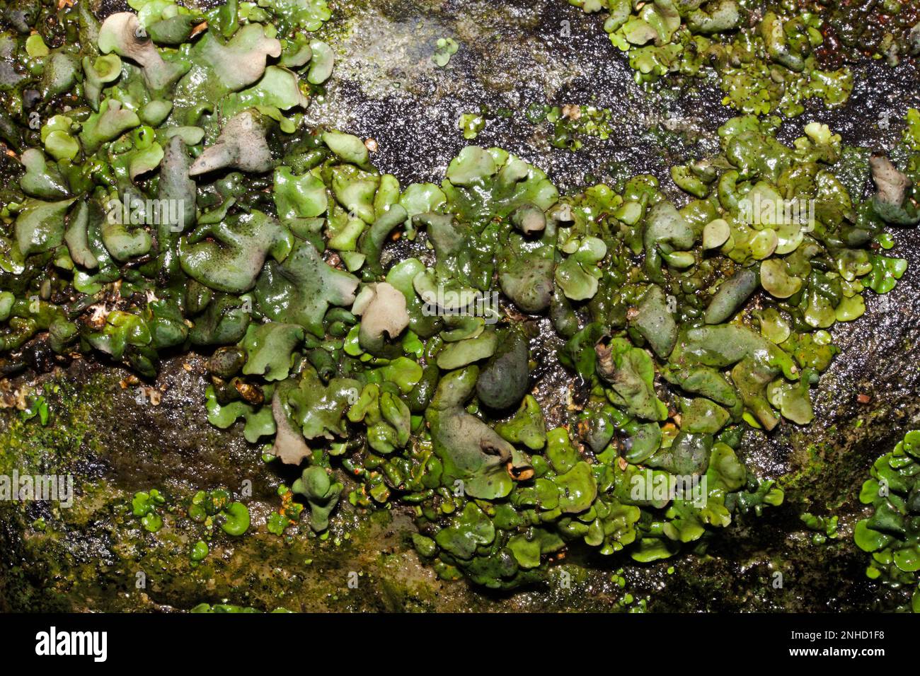 The lichen Dermatocarpon luridum grows on wet rocks often by rocky rivers where it maybe submerged. Stock Photo