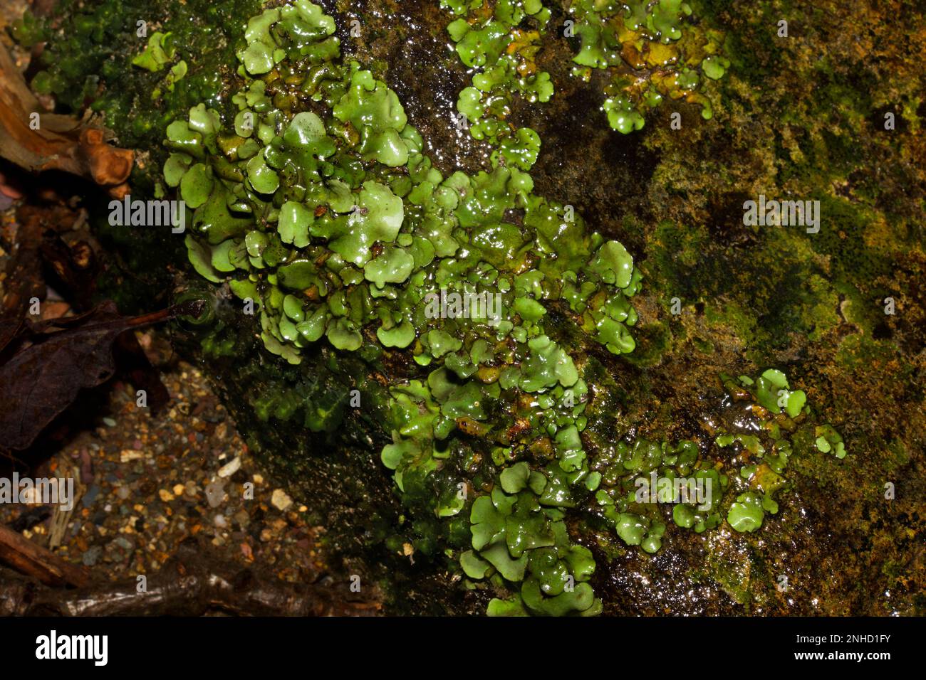 The lichen Dermatocarpon luridum grows on wet rocks often by rocky rivers where it maybe submerged. Stock Photo