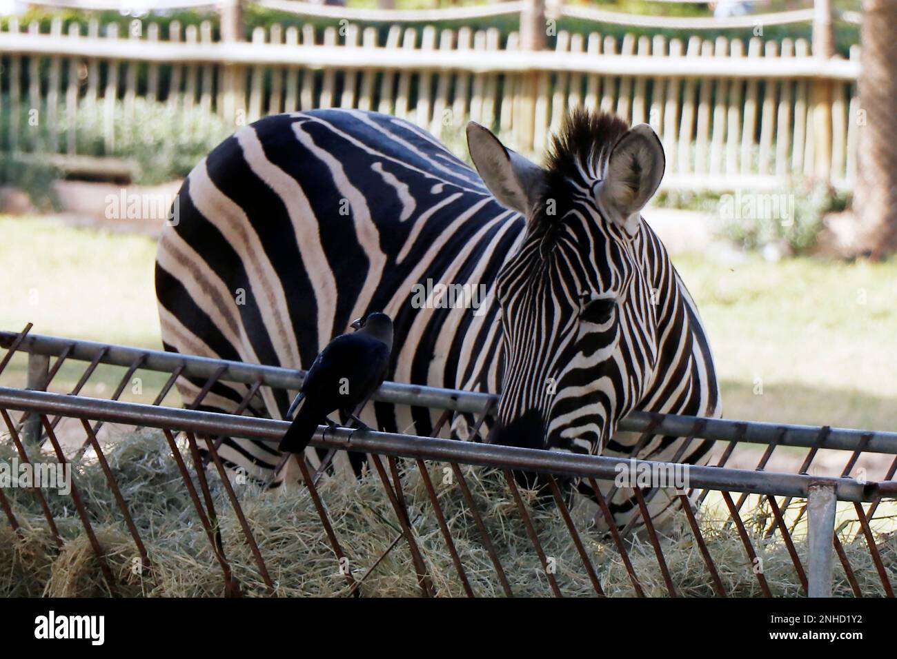 Zebras (subgenus Hippotigris) are African equines with distinctive black-and-white striped coats. Stock Photo