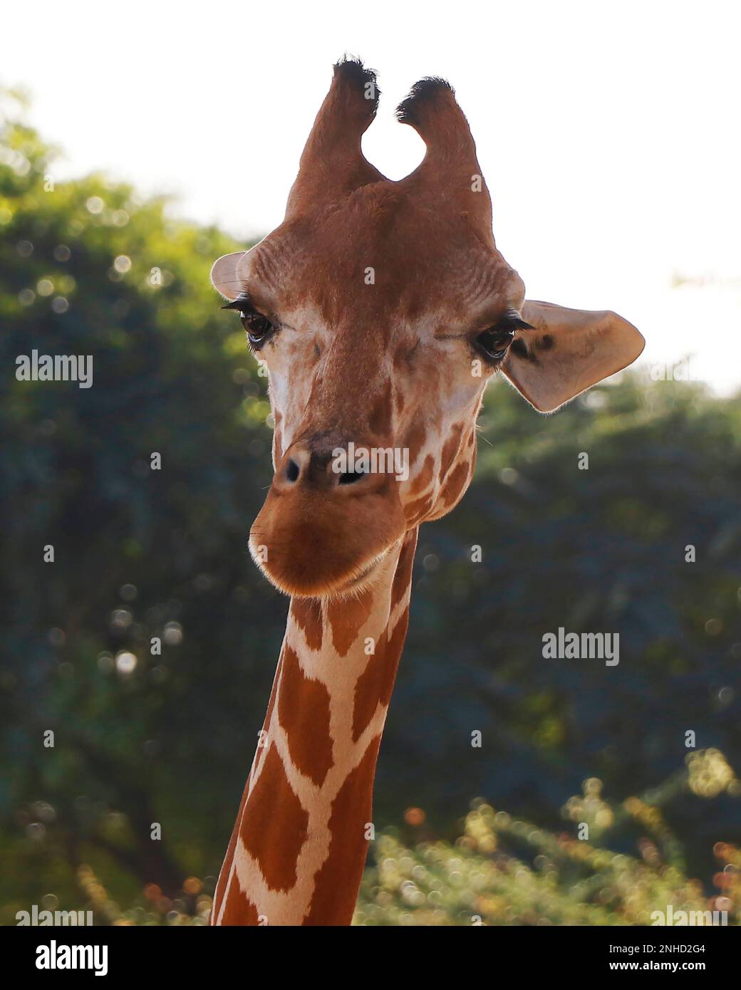 portrait giraffe headshot isolated with nature background in close up Stock Photo