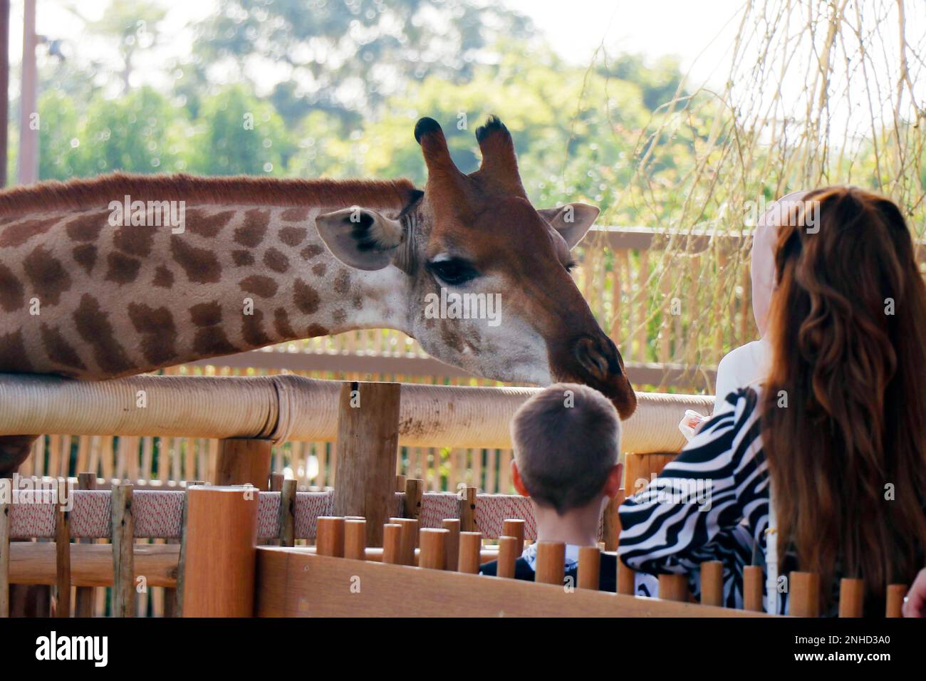 beautiful brown northern giraffe in a zoo while feeding session Stock Photo