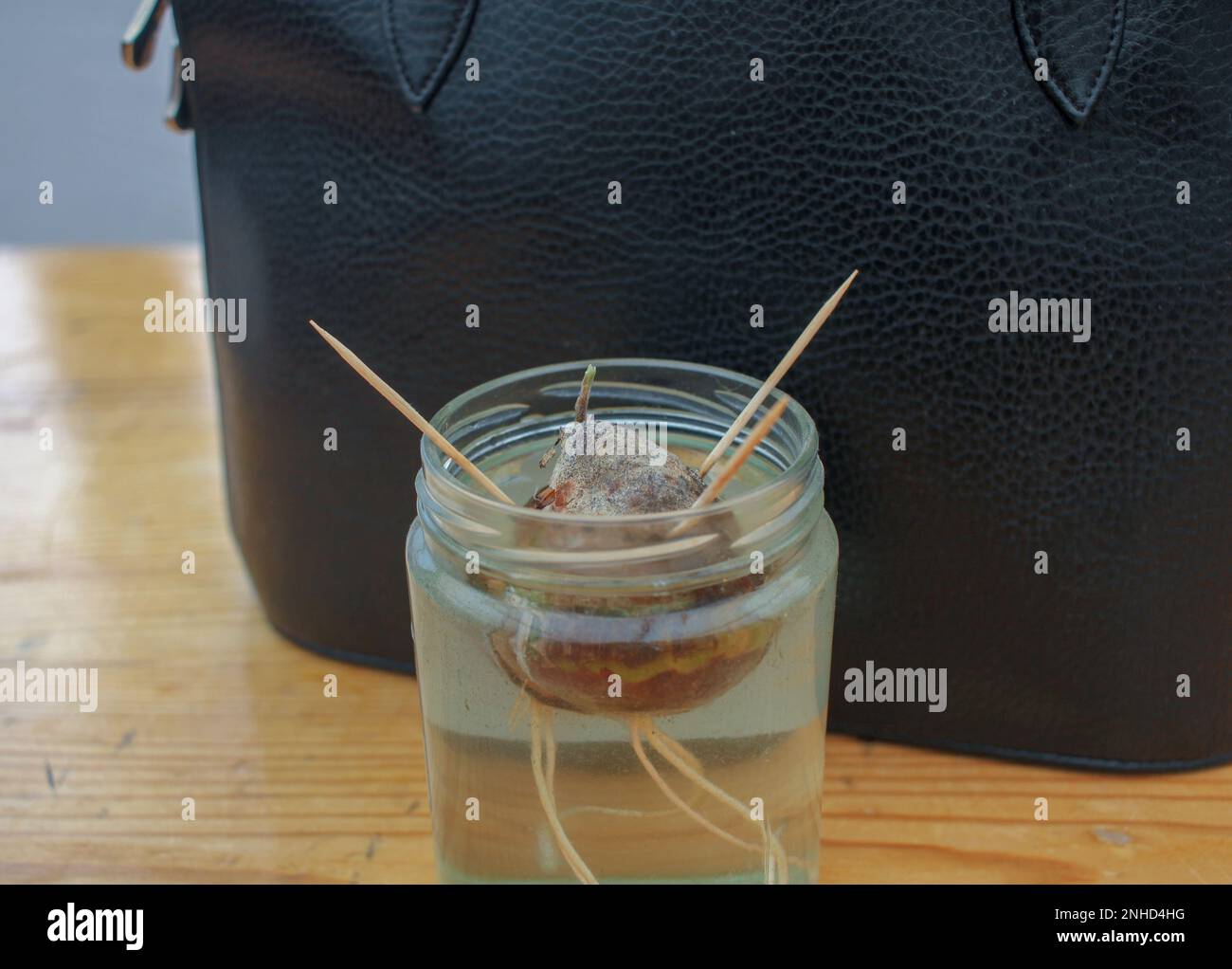 an avocado plant growing in water at home Stock Photo Alamy