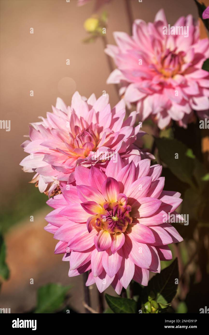 Pink dahlia cultivar 'Miss Delilah' blooming in the garden Stock Photo