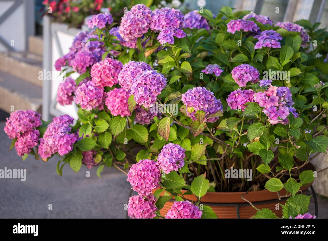Large flowering bush of pink hydrangea in a flower pot near the ...