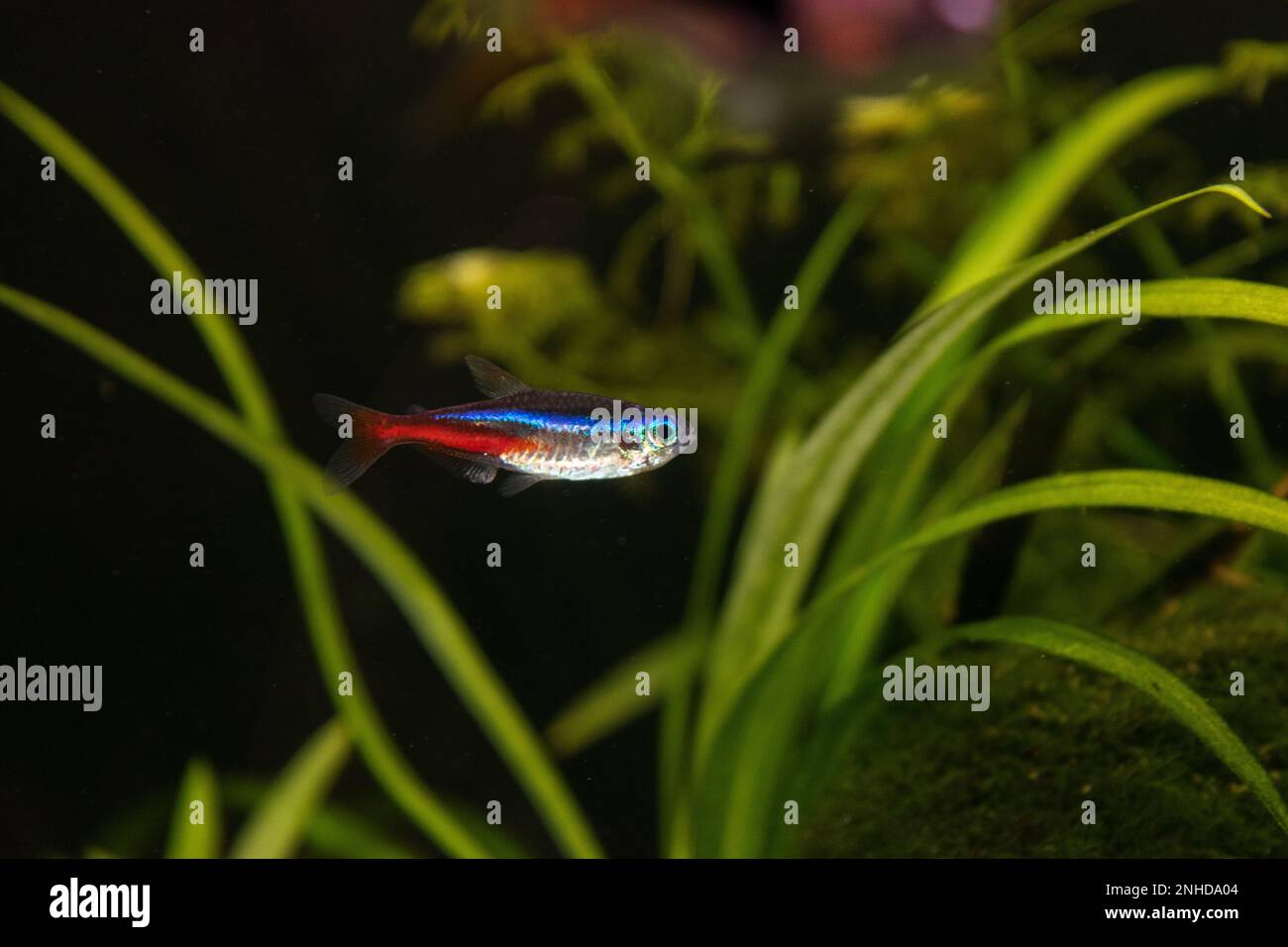 Neon innesa aquarium fish on a background of green plants Stock Photo