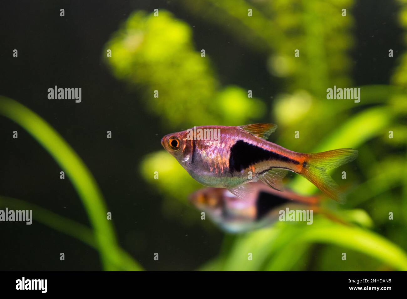 Rasbora heteromorpha aquarium fish on a background of green plants Stock Photo
