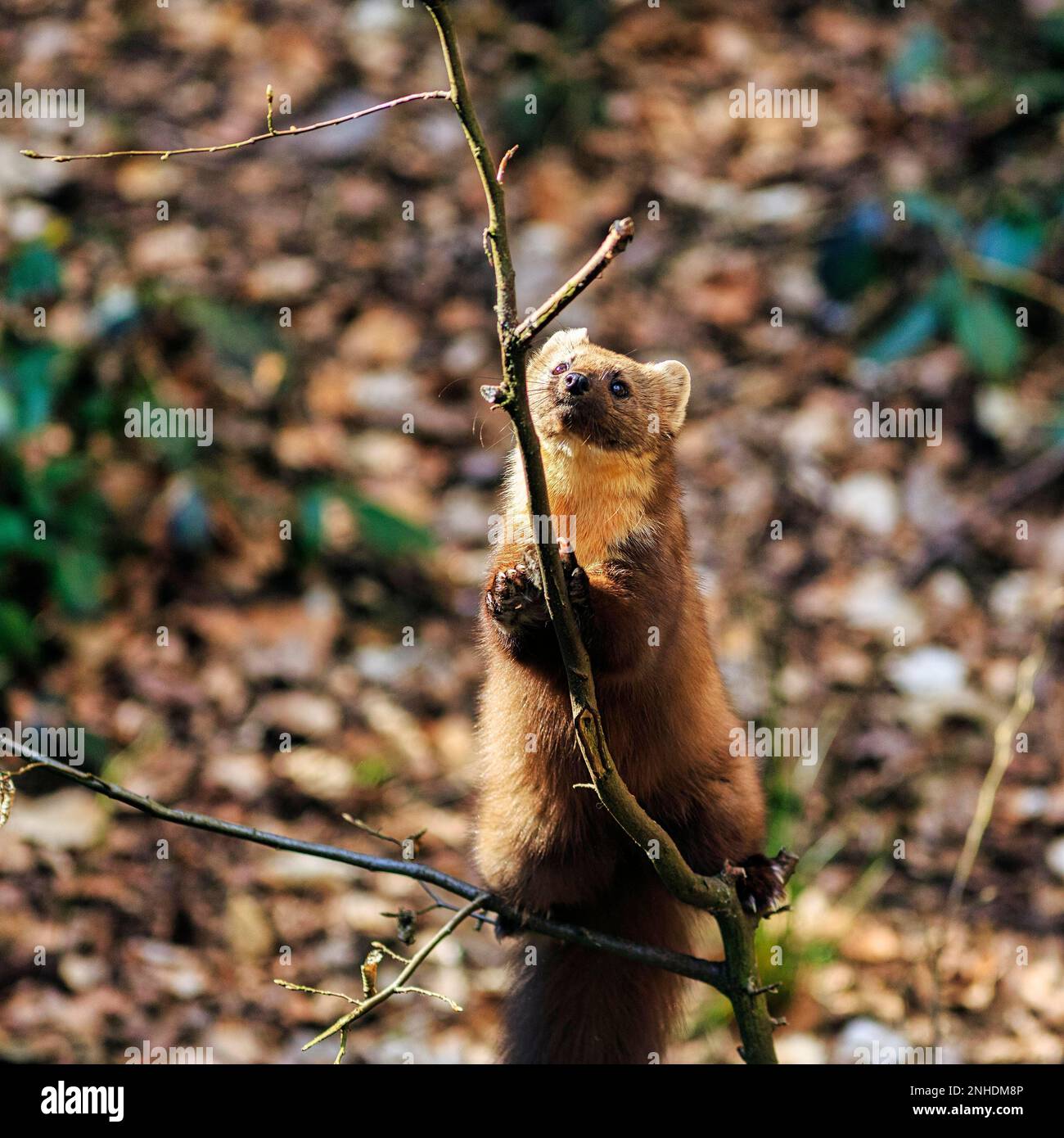 European pine marten (Martes martes), noble marten climbing, outdoor