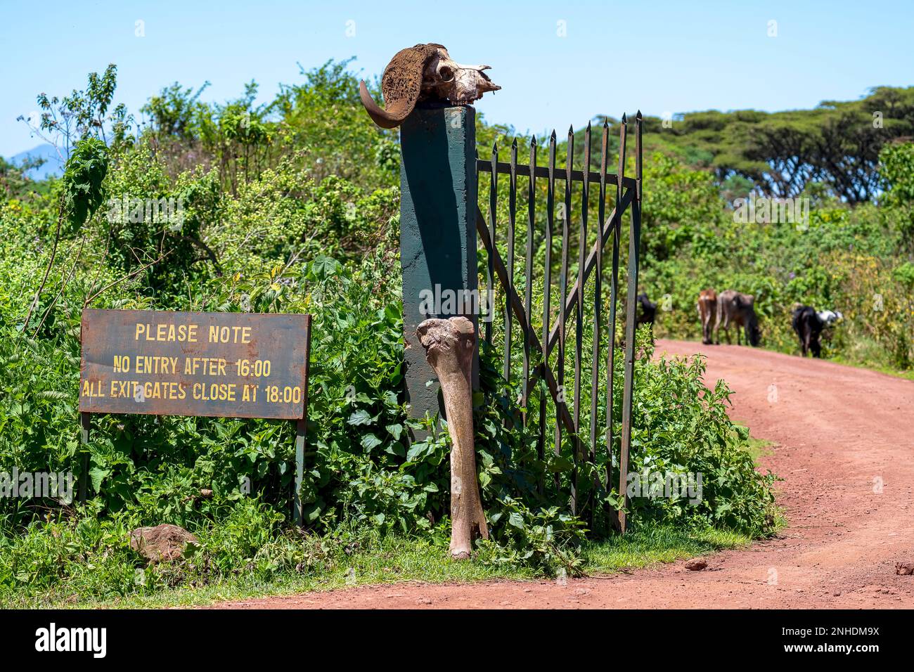 Cape buffalo, also black buffalo, African buffalo (Syncerus caffer) or steppe buffalo, skull