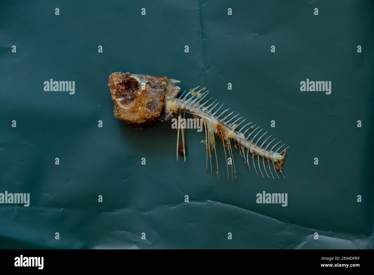 fried fish skeleton on dark green paper close up Stock Photo