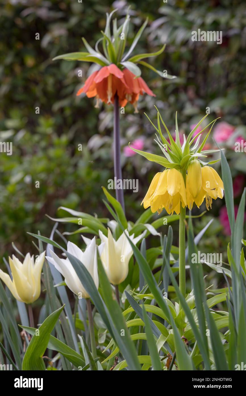 Fritillaria Imperialis (Crown Imperial) (Imperial Fritillary Or Kaiser ...