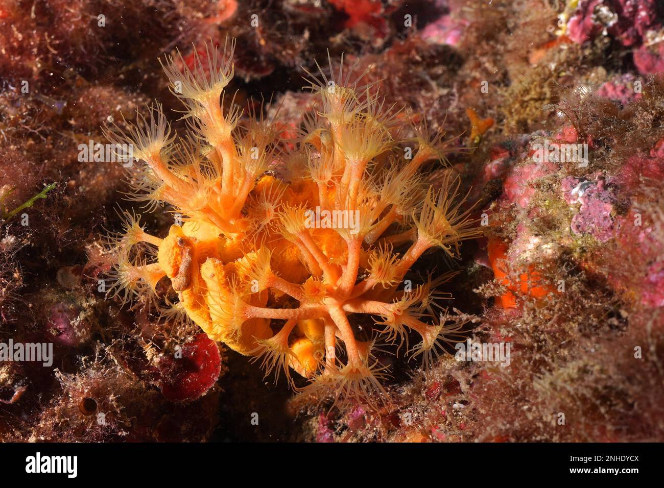 Yellow cluster anemone (Parazoanthus axinellae), dive site marine reserve Cap de Creus, Rosas, Costa Brava, Spain, Mediterranean Sea Stock Photo