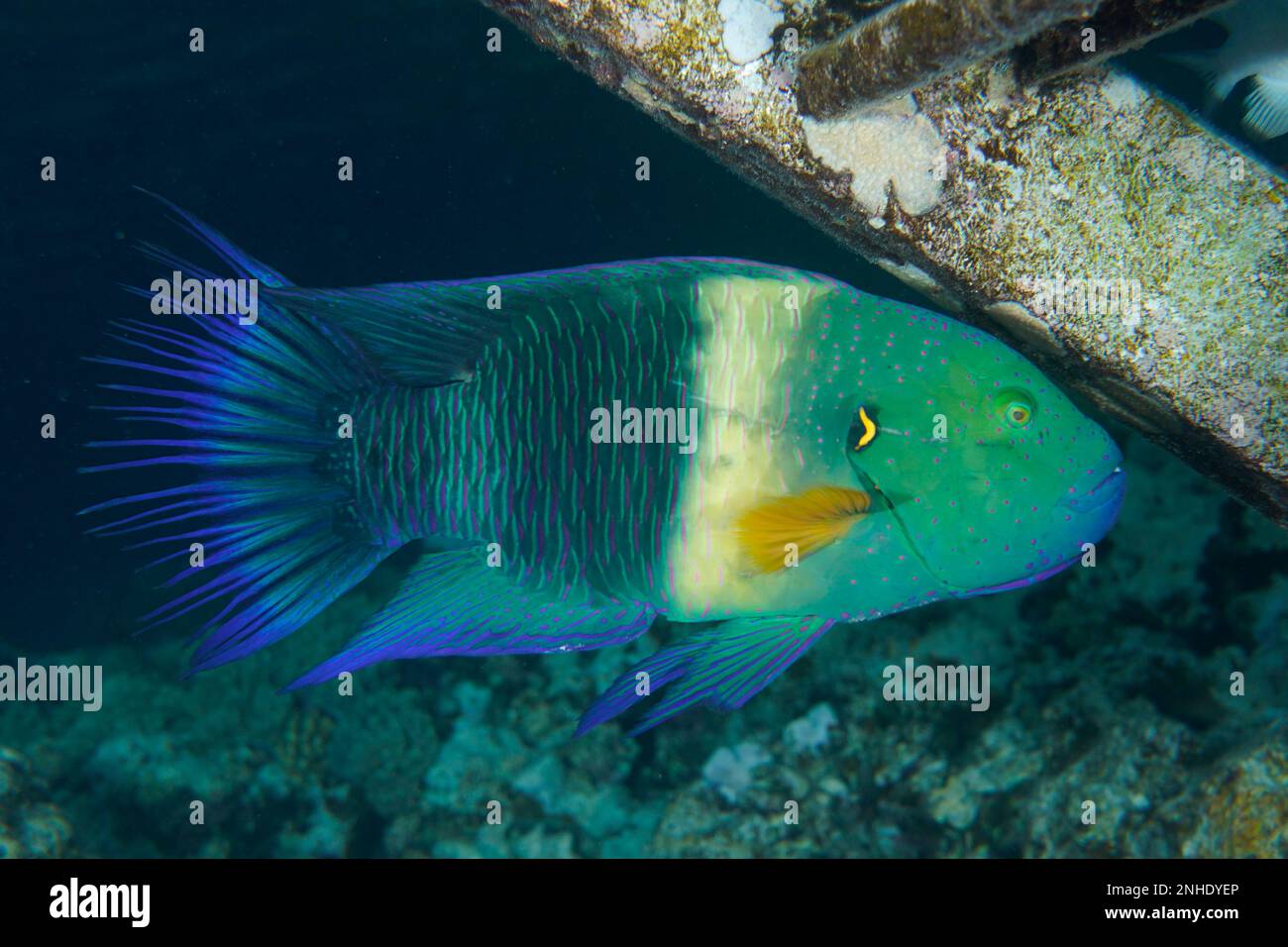 Broomtail wrasse (Cheilinus lunulatus), House Reef dive site, Mangrove