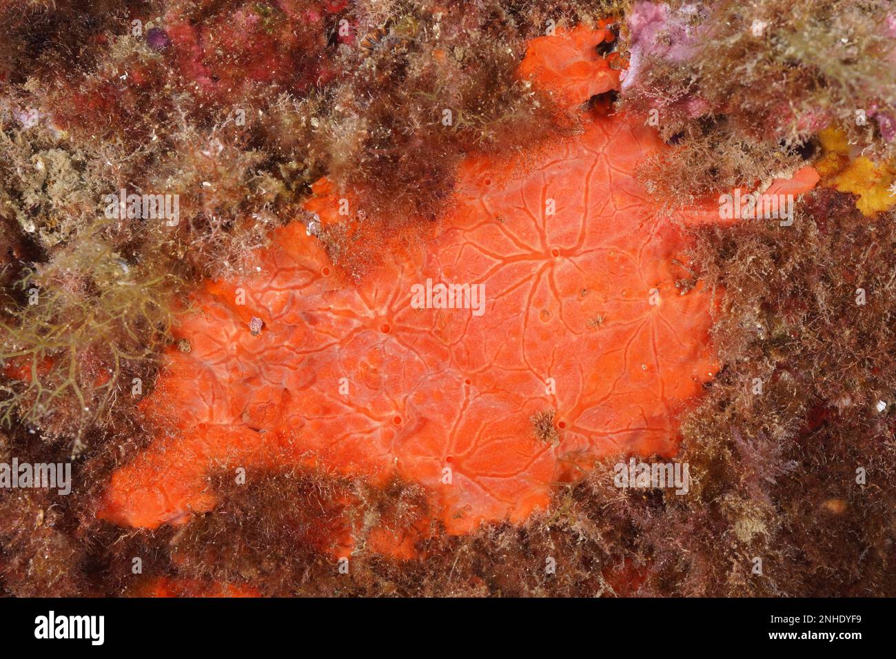 Red crust sponge (Crambe crambe), dive site marine reserve Cap de Creus, Rosas, Costa Brava, Spain, Mediterranean Sea Stock Photo