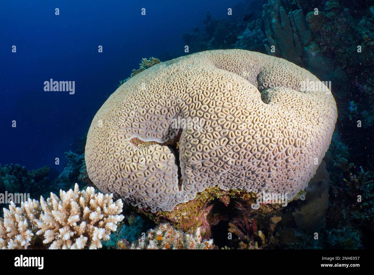 Button Star Coral (Favia favus), Dive Site House Reef, Mangrove Bay, El Quesir, Red Sea, Egypt Stock Photo