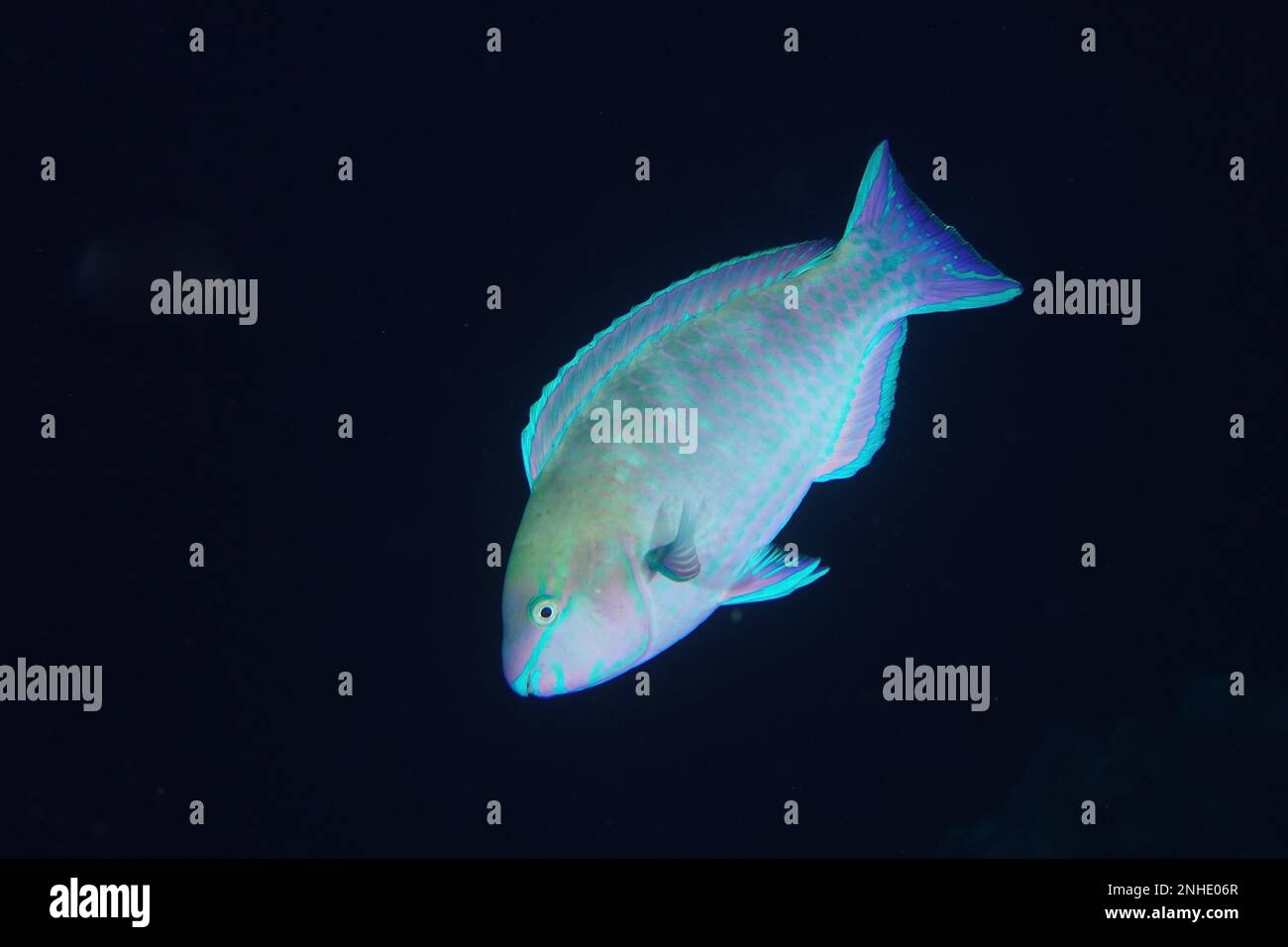 Pale-nosed parrotfish (Scarus psittacus) at night. Solid black background. Dive site House Reef, Mangrove Bay, El Quesir, Red Sea, Egypt Stock Photo
