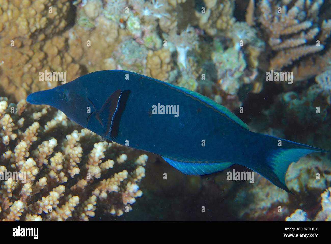 Blue bird wrasse (Gomphosus caeruleus), House reef dive site, Mangrove Bay, El Quesir, Red Sea, Egypt Stock Photo