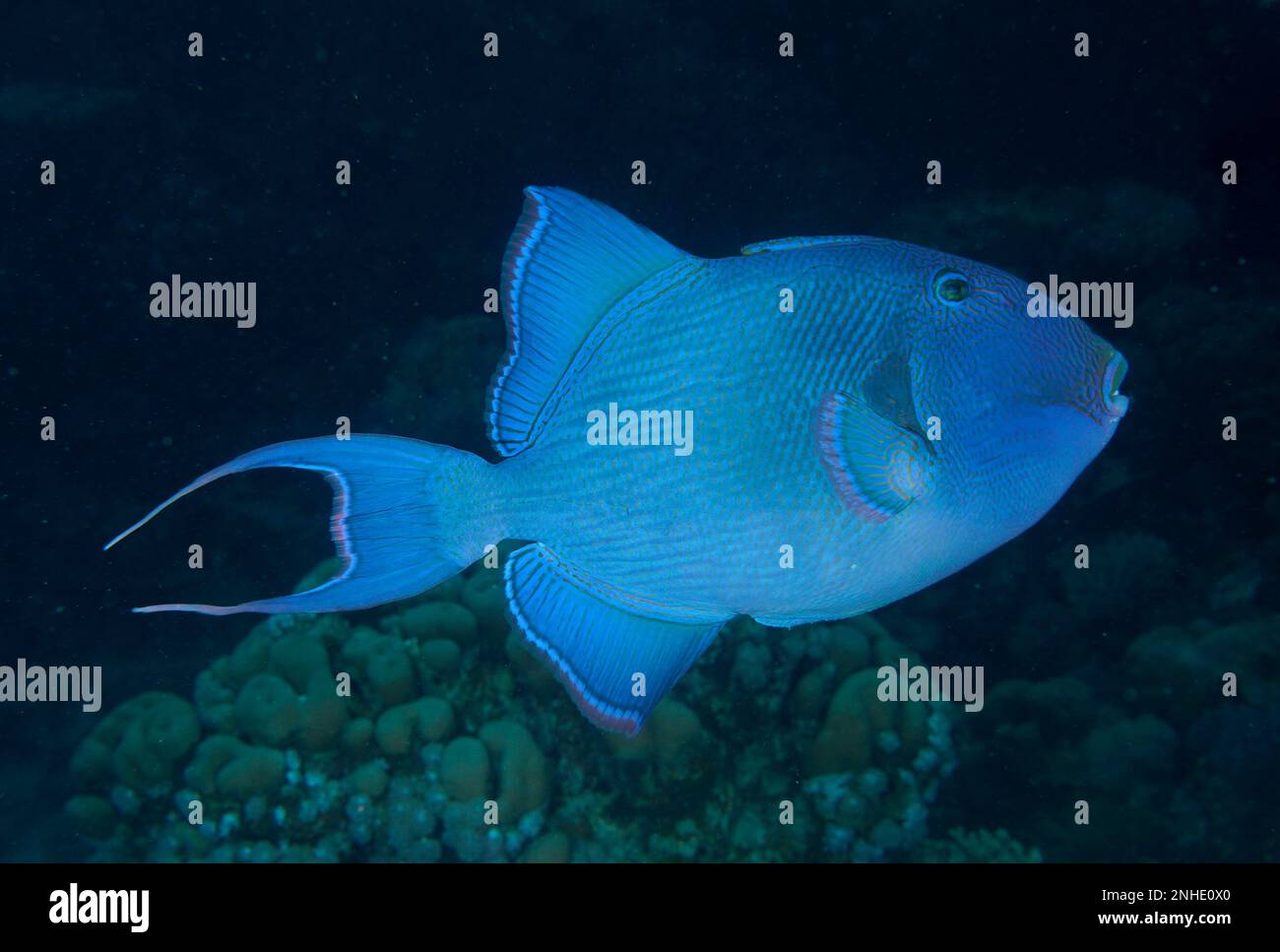Blue triggerfish (Pseudobalistes fuscus) at night. Dive site House Reef, Mangrove Bay, El Quesir, Red Sea, Egypt Stock Photo