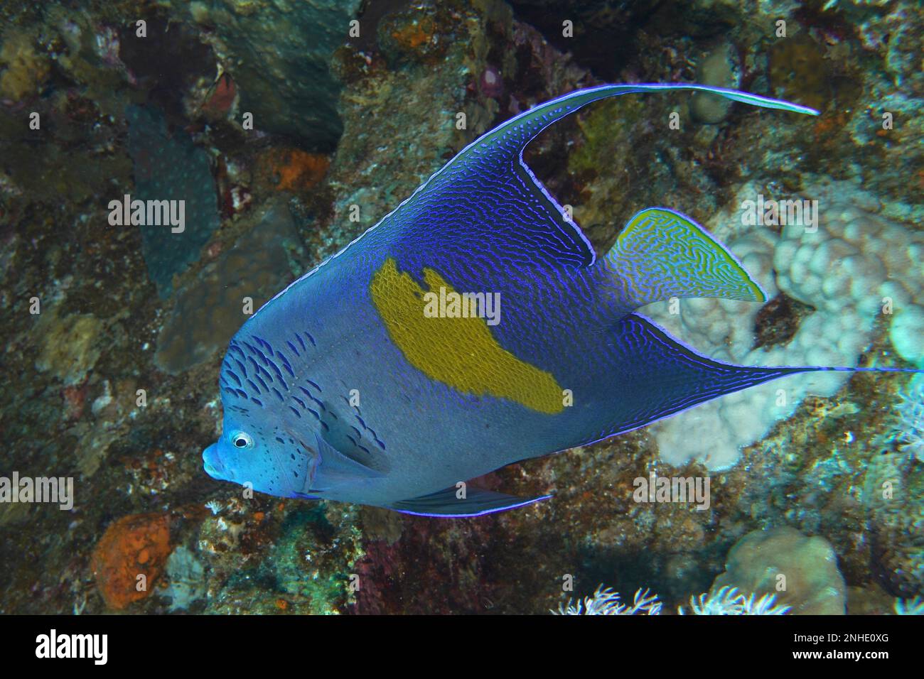 Halfmoon angelfish (Pomacanthus maculosus), Shaab El Erg dive site, Hurghada, Egypt, Red Sea Stock Photo