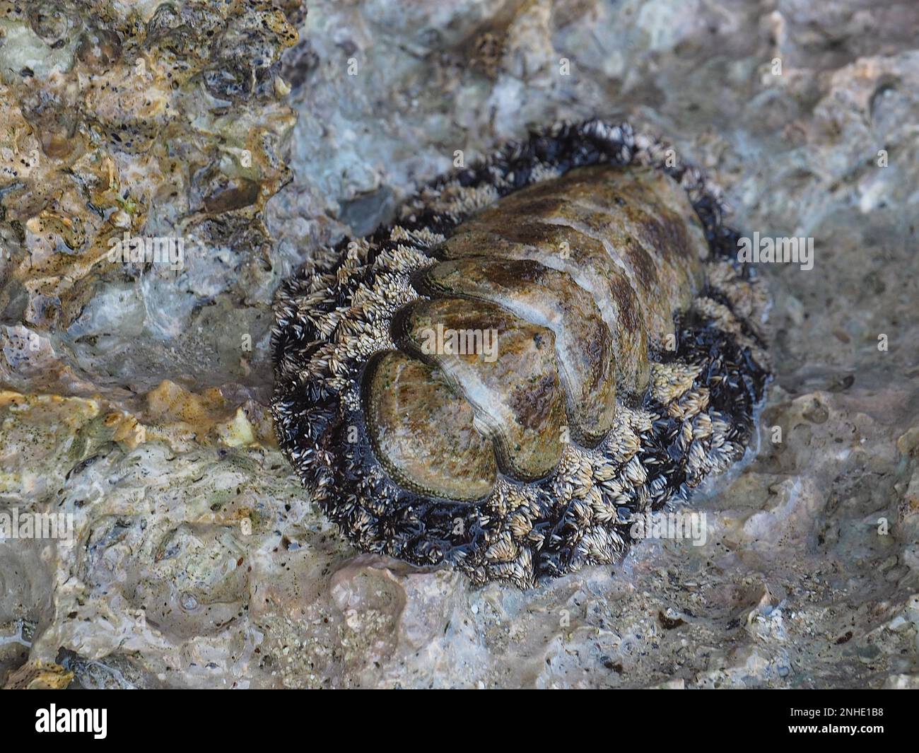Vaillants beetle snail (Acanthopleura vaillanti), House reef dive site, Mangrove Bay, El Quesir, Red Sea, Egypt Stock Photo