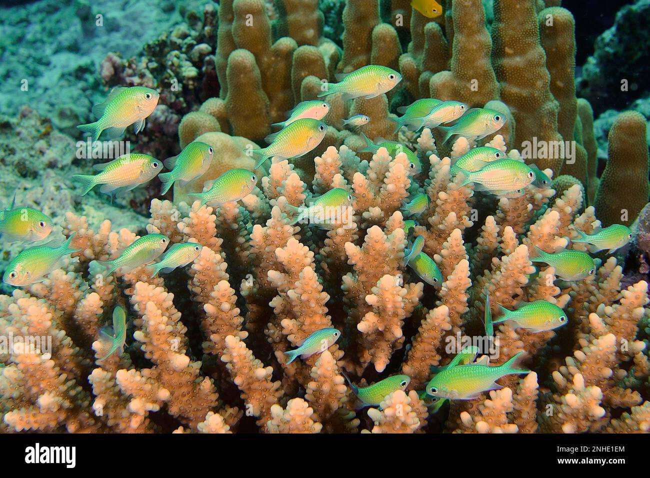 A group of Green green chromis (Chromis viridis) seeks shelter in a stony coral, low staghorn coral (Acropora humilis), Dive Site House Reef Mangrove Stock Photo