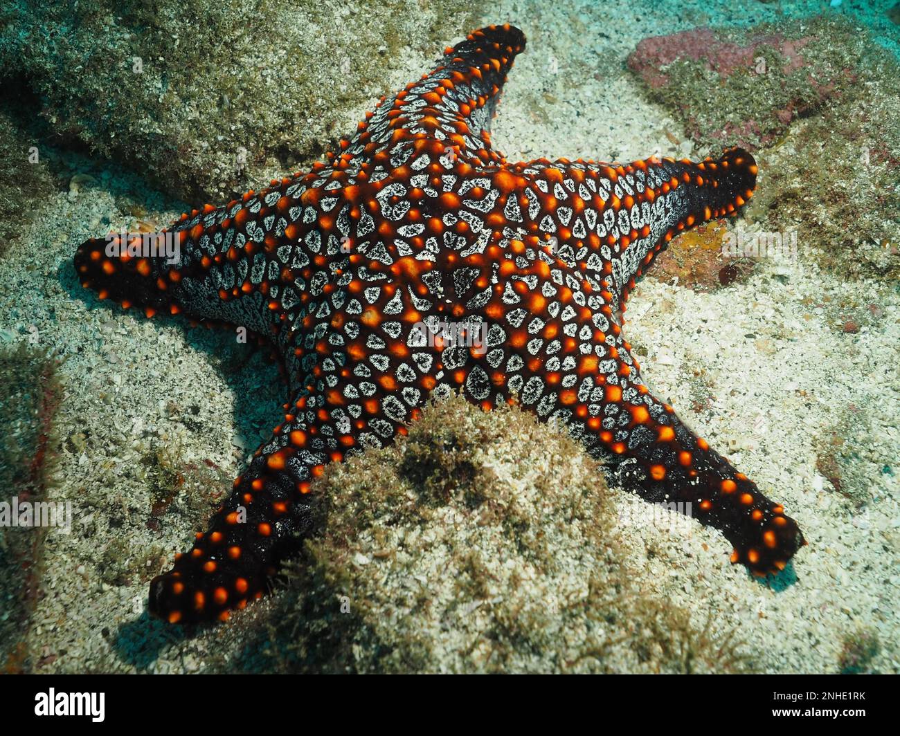 Panamic cushion seastar (Pentaceraster cumingi), Sombrero Reef dive site, Playa Flamingo, Costa Rica, Pacific Ocean Stock Photo