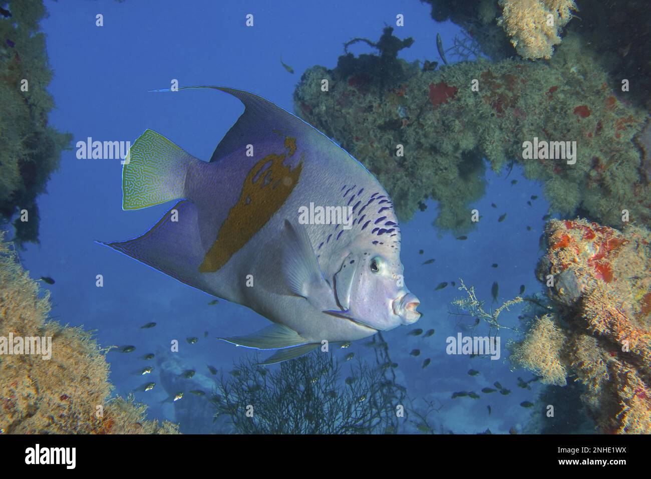 Halfmoon angelfish (Pomacanthus maculosus) in wreck, Thistlegorm wreck dive site, Sinai, Egypt, Red Sea Stock Photo