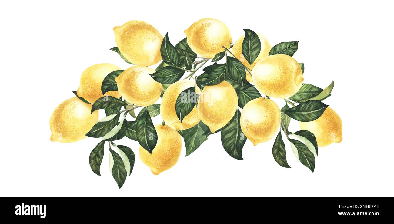 Watercolor Lemon fruit with leaves hand drawn illustration isolated on ...