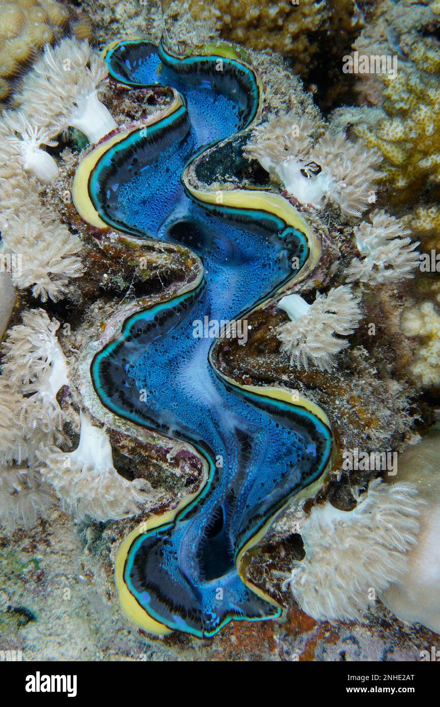 Maxima clam (Tridacna maxima), Dive Site House Reef Mangrove Bay, El Quesir, Egypt, Red Sea Stock Photo