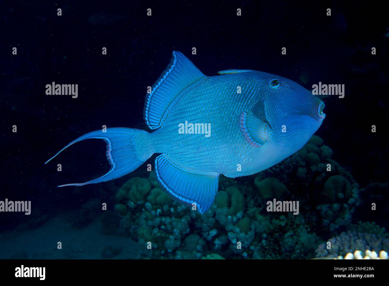 Blue triggerfish (Pseudobalistes fuscus) at night. Dive site House Reef, Mangrove Bay, El Quesir, Red Sea, Egypt Stock Photo