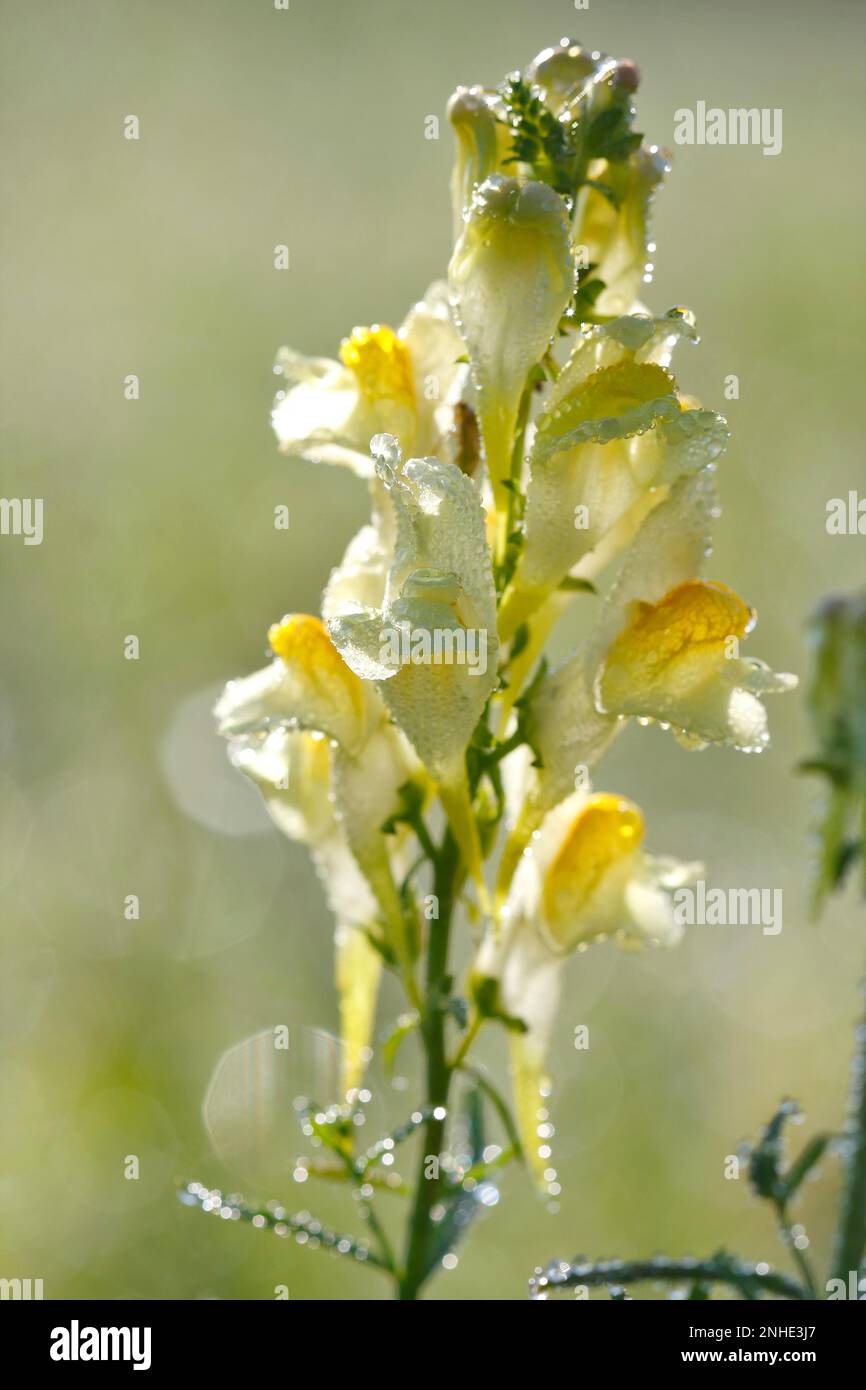 True toadflax, Common toadflax (Linaria vulgaris), Common toadflax, Small snapdragon, Ladys flax, Flowers backlit with dew drops, Middle Elbe Stock Photo