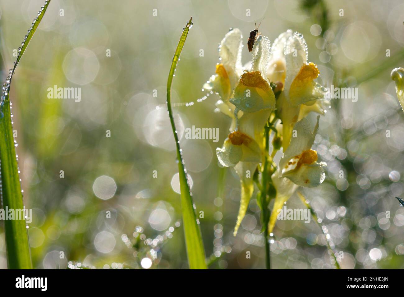 True toadflax, Common toadflax (Linaria vulgaris), Common toadflax, Small snapdragon, Ladys flax, Flowers backlit with dew drops, Middle Elbe Stock Photo