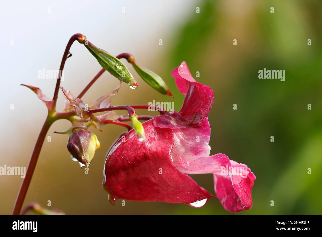 Himalayan balsam (Impatiens glandulifera), himalayan balsam, Red balsam, Himalayan balsam, Peasant orchid, Giant balsam, Flower with water drop Stock Photo