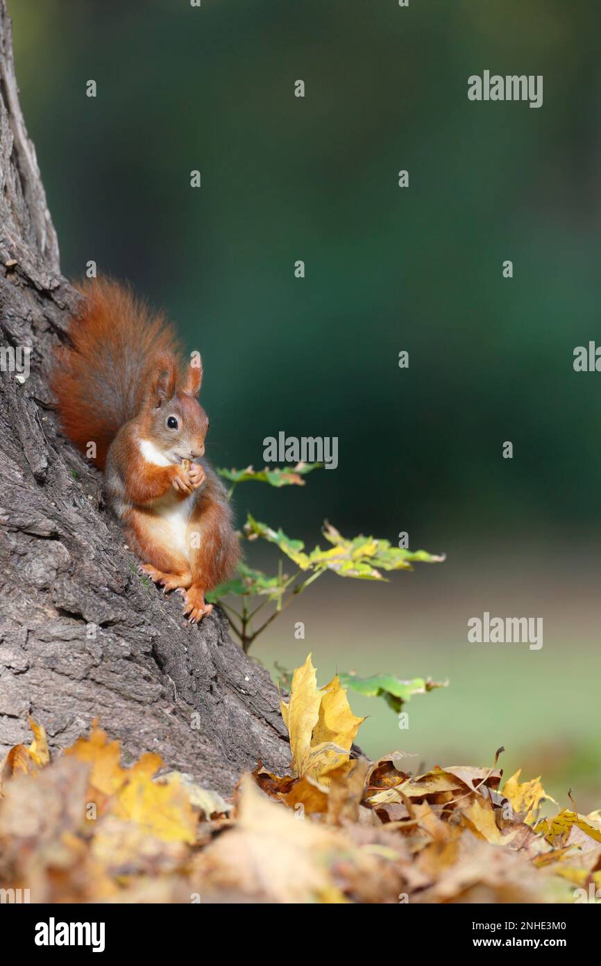 Eurasian red squirrel (Sciurus vulgaris) eating a nut, Middle Elbe ...