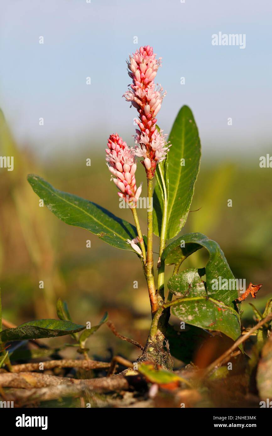 Water knotweed (Polygonum amphibium) (Persicaria amphibia (L.) Delarbre, synonym: L.), complete plant in inflorescence, Middle Elbe Biosphere Stock Photo
